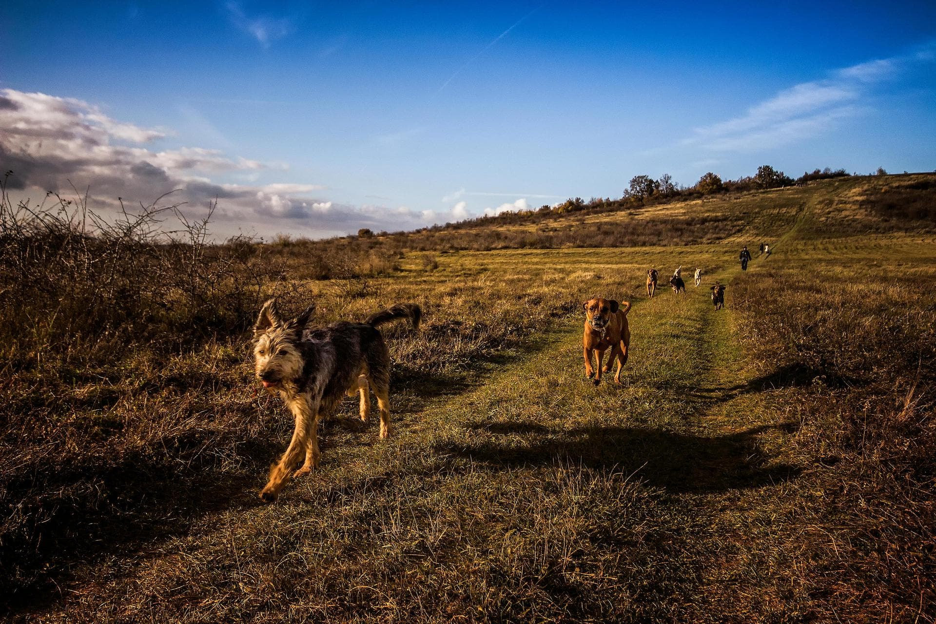 Best Vets in Cardiff